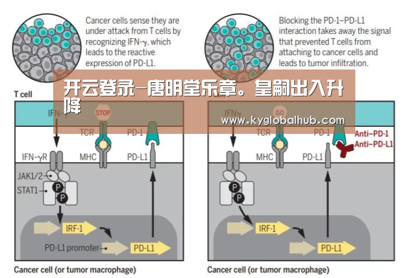 开云登录-唐明堂乐章。皇嗣出入升降(图2) 开云体育官方