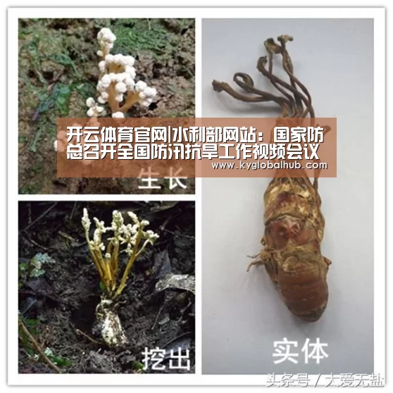 开云登录